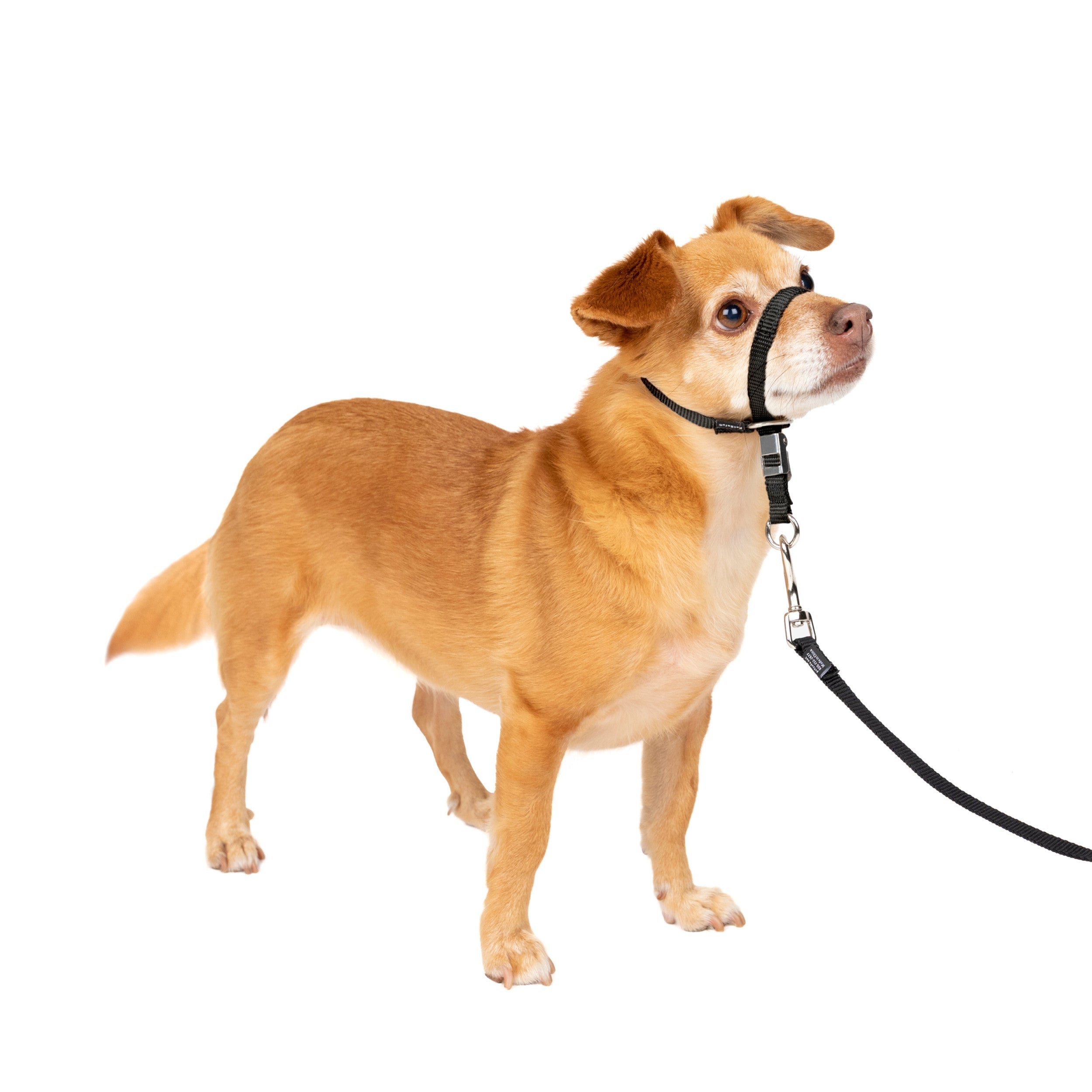 PetSafe Gentle Leader Head Collar No-Pull by PetSafe - American Made