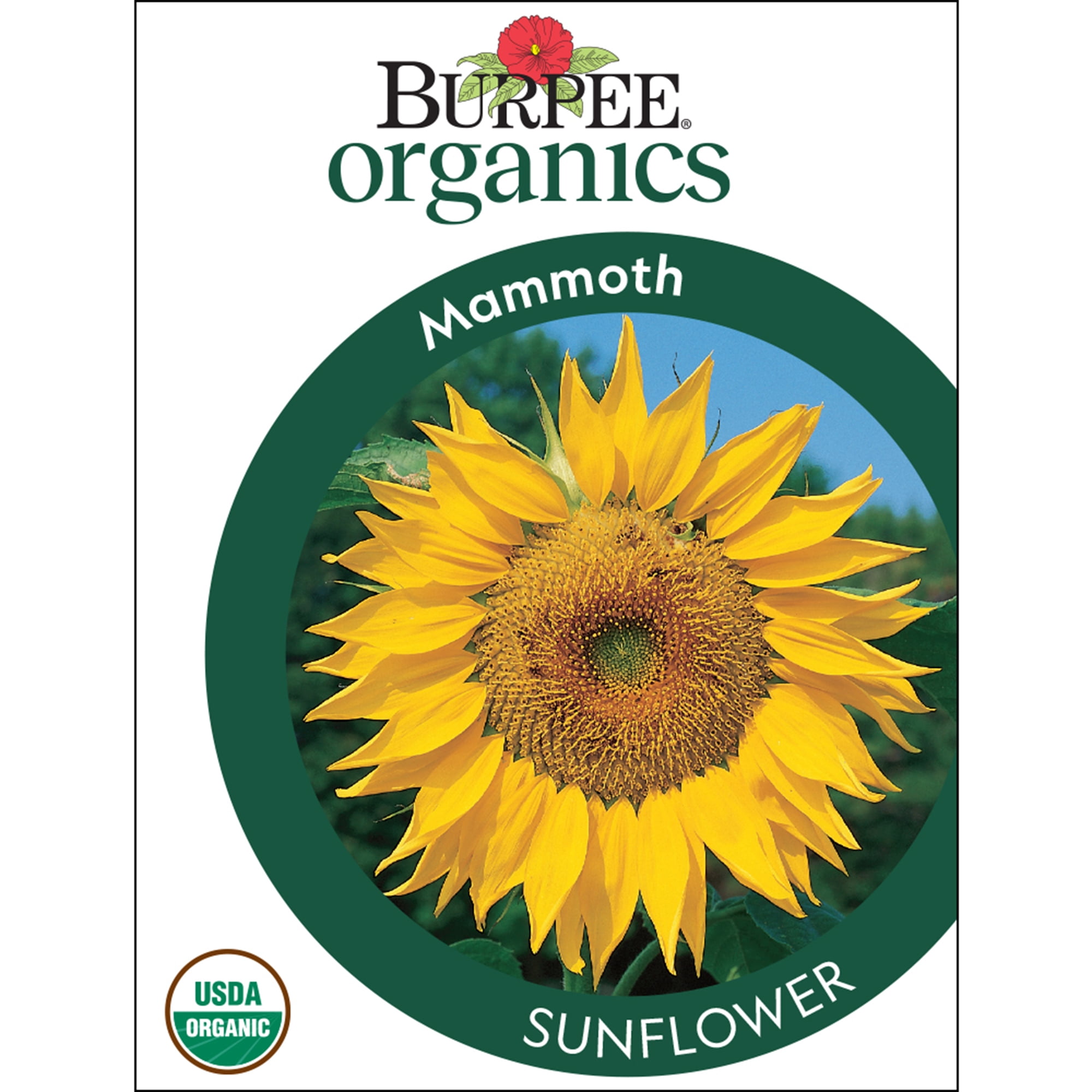 Burpee Mammoth Sunflower Seeds Packet by Burpee - American Made