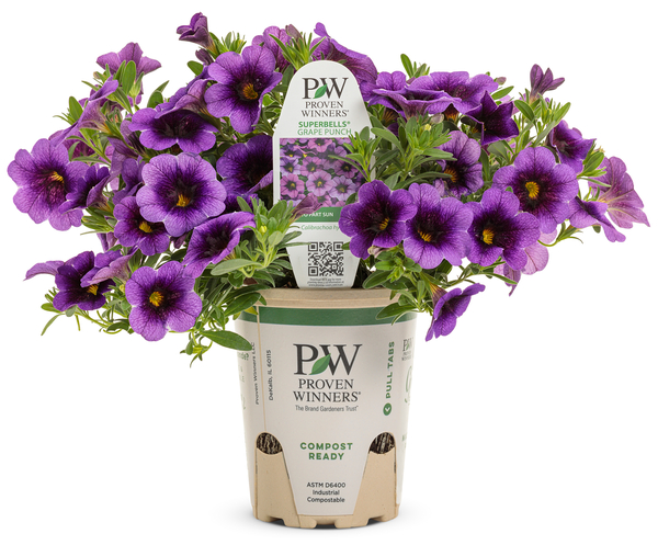 Proven Winners Superbell Calibrachoa Yellow 4-Inch Pot