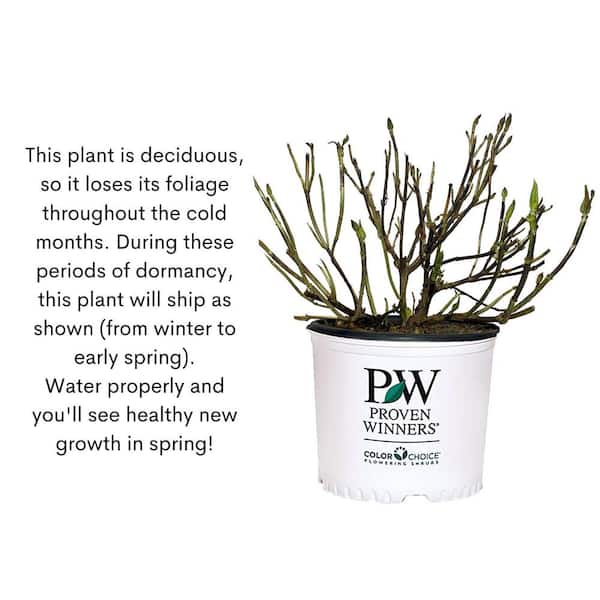 Proven Winners ColorChoice Incrediball Hydrangea Shrub