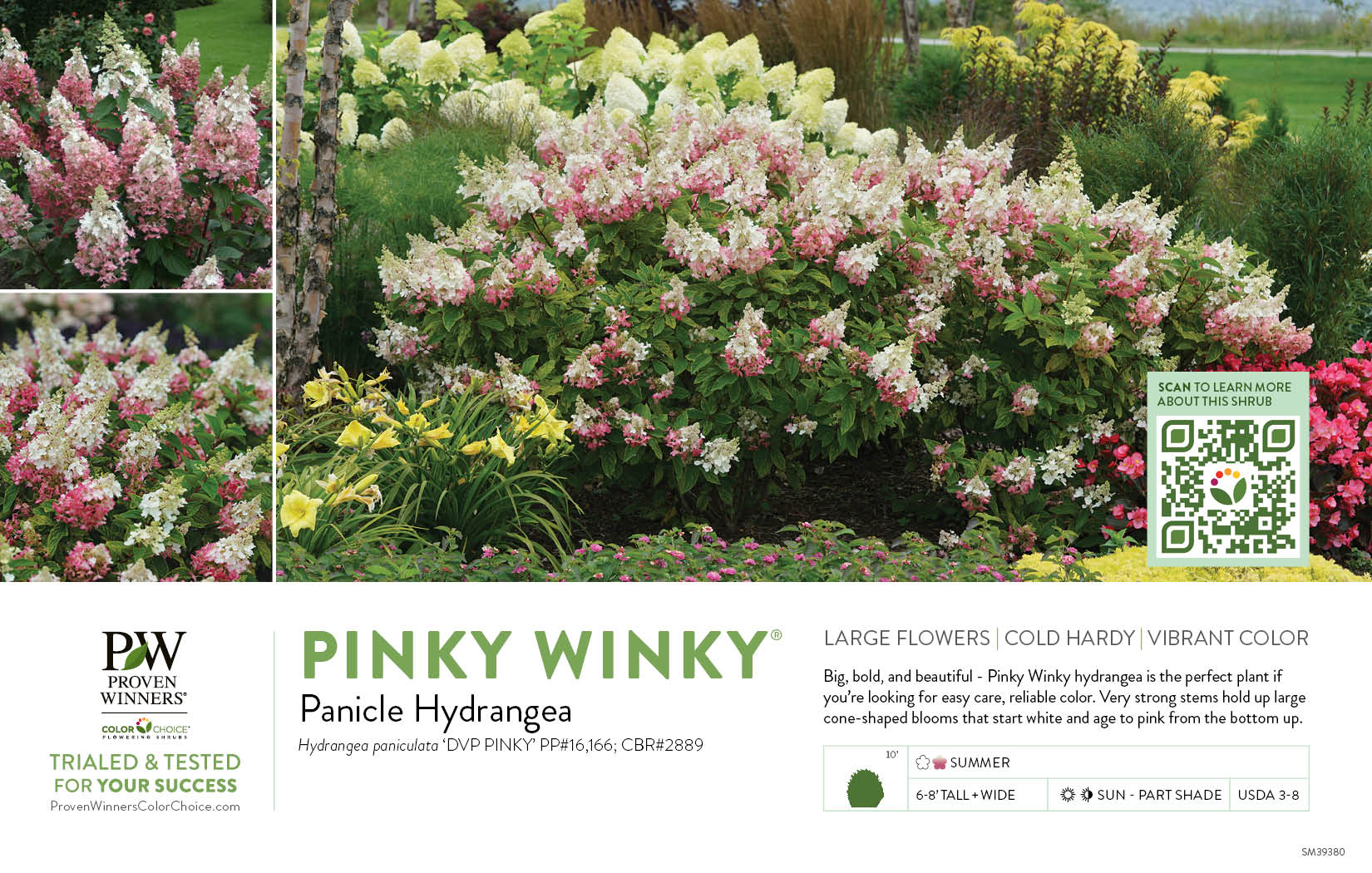 Proven Winners First Editions Pinky Winky Panicle Hydrangea