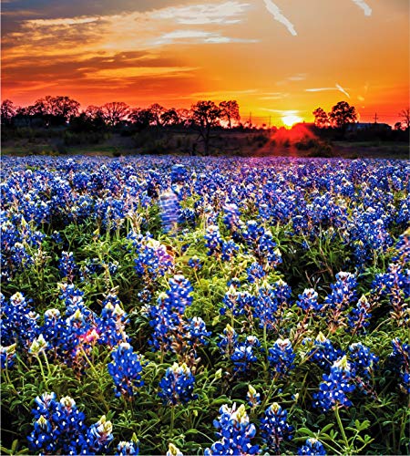 Texas Wildflower Wooden Jigsaw Puzzle | A Bluebonnet Sunset | 250 Large Piece Flower Puzzle for Adults | Large
