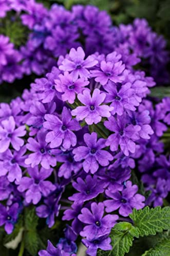 Proven Winners Superbena Imperial Blue Verbena Live Plant 4.25 in Grande by Proven Winners - American Made