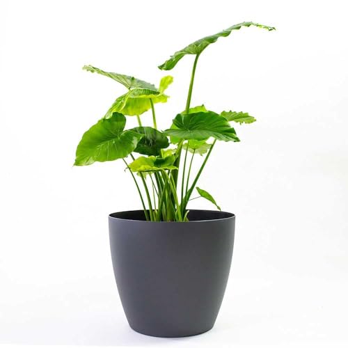 Greenline Manufacturing Memphis 18" Round Indoor Floor Planter Pot – Lightweight & Durable Plastic, Modern Des